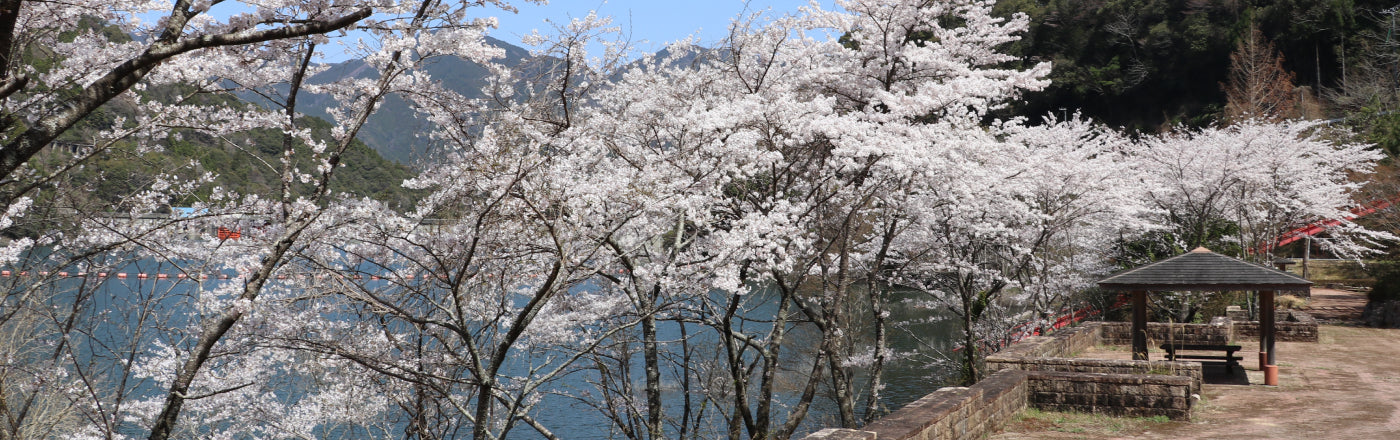 関東周辺四季の花巡り 花の名所巡りで感じる上勝の四季 | 上勝町の公式観光サイト