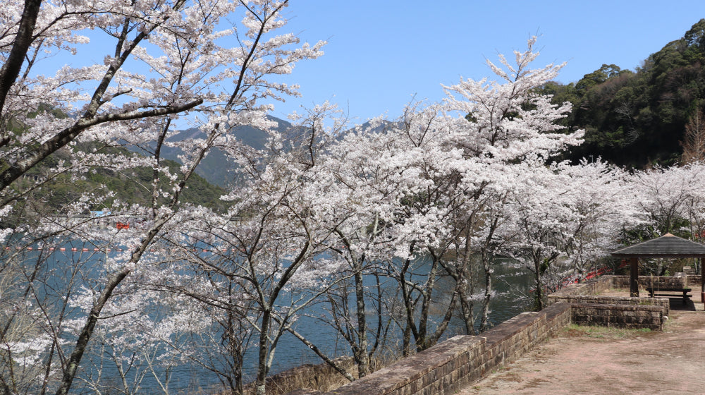 花の名所巡りで感じる上勝の四季 | 上勝町の公式観光サイト