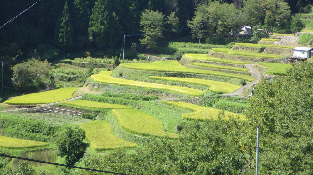時が止まる美しさ、上勝の棚田 | 上勝町の公式観光サイト