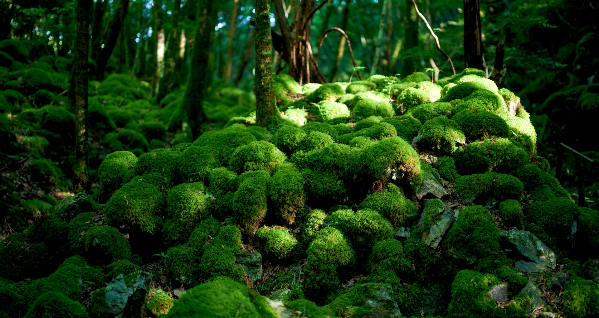 公式】徳島県上勝町観光サイト | ゼロ・ウェイスト宣言をした街