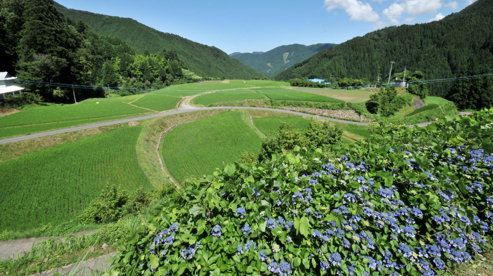 時が止まる美しさ、上勝の棚田 | 上勝町の公式観光サイト