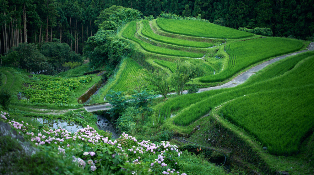 時が止まる美しさ、上勝の棚田 | 上勝町の公式観光サイト