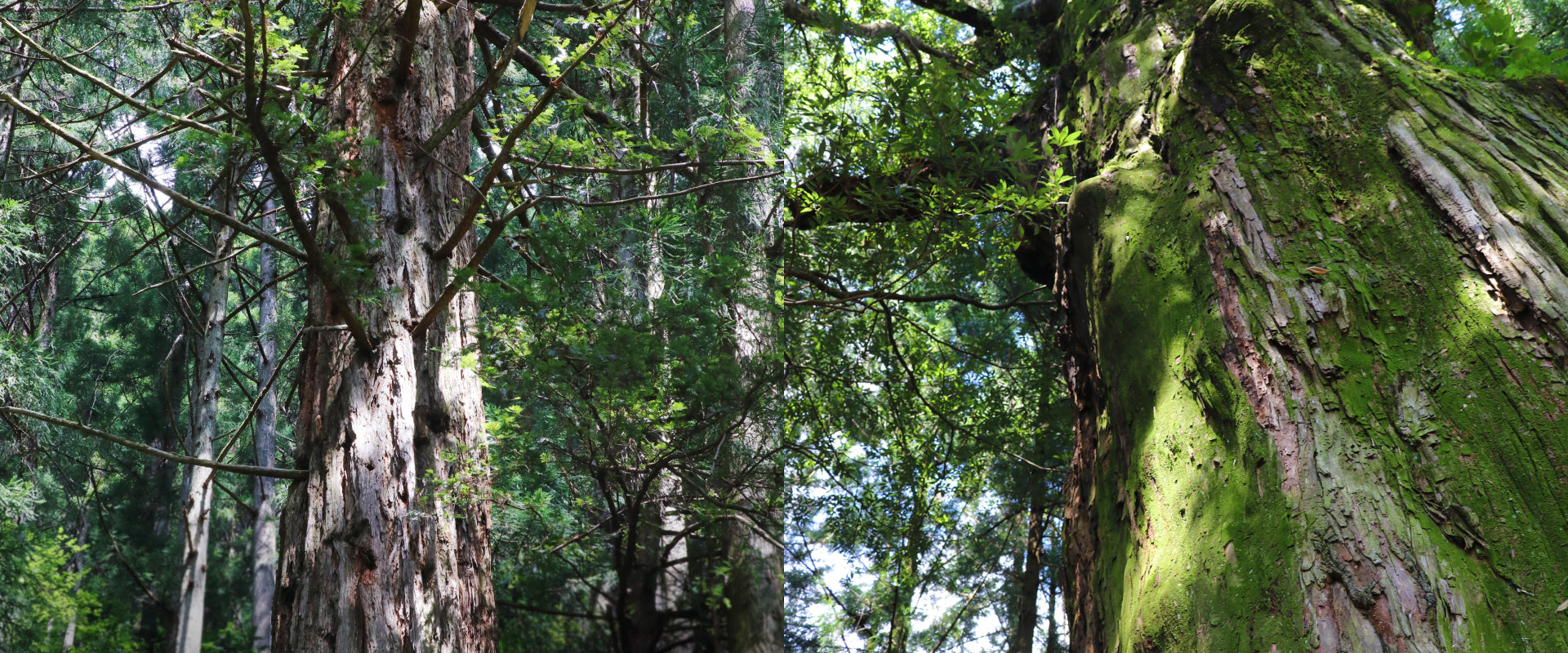 自然の力強さに触れる、上勝の大樹巡り | 上勝町の公式観光サイト